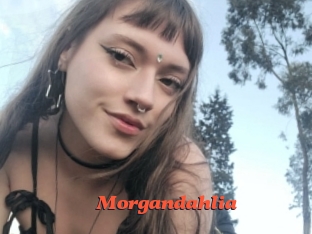 Morgandahlia